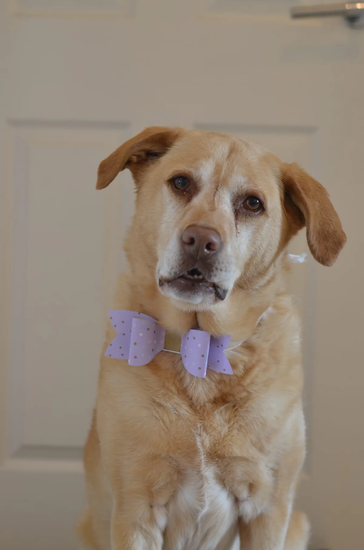 Barney, photo 5