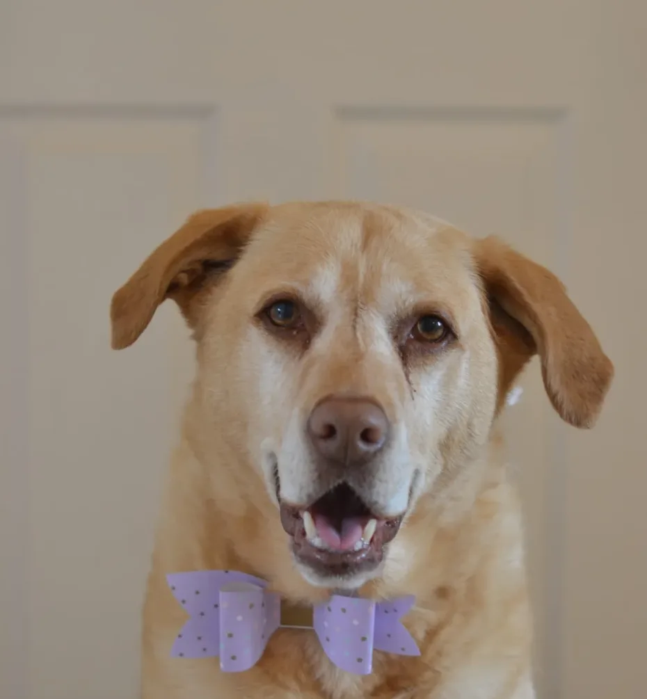 Portrait of Barney