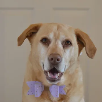 Photo of Barney
