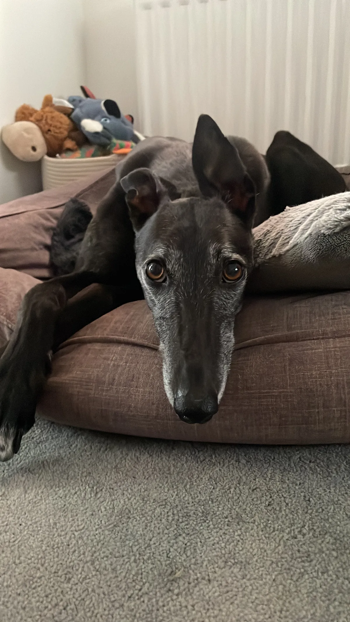 Lila, photo 2