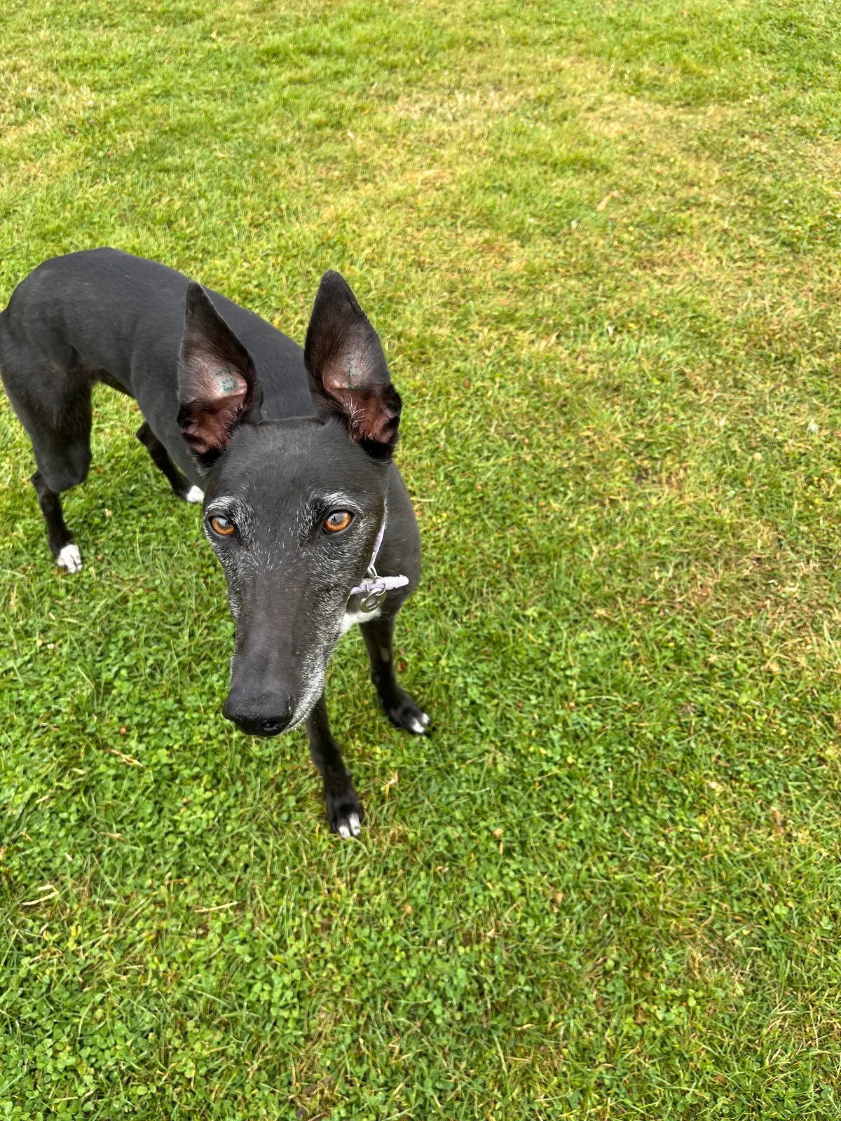 Lila, photo 3