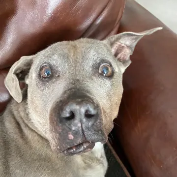 Photo of Cookie