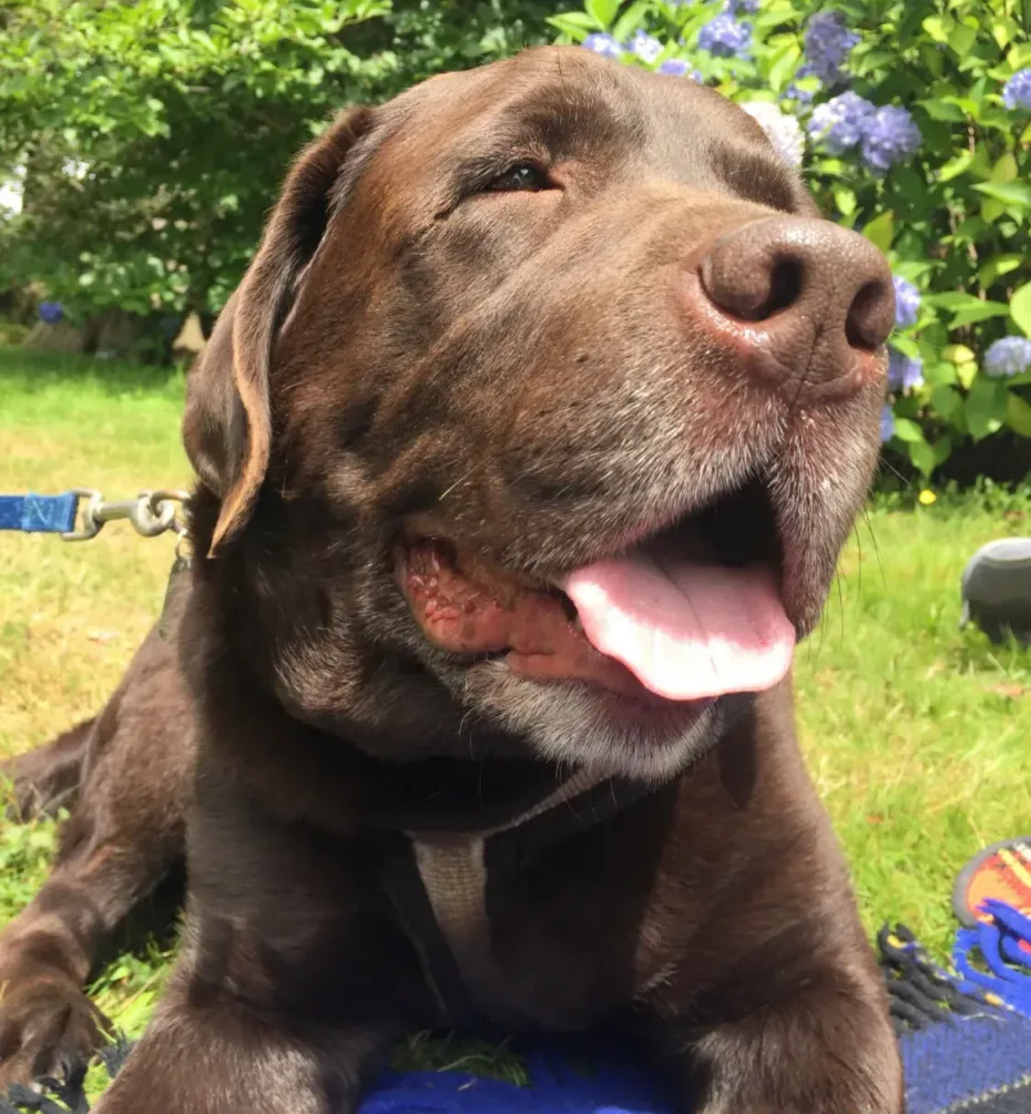 Portrait of Bear