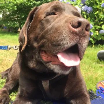 Photo of Bear
