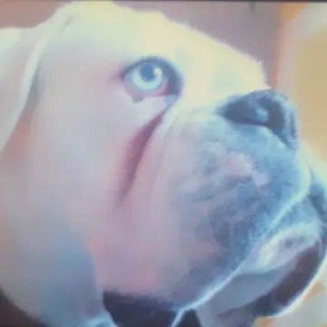 Photo of Bluebell