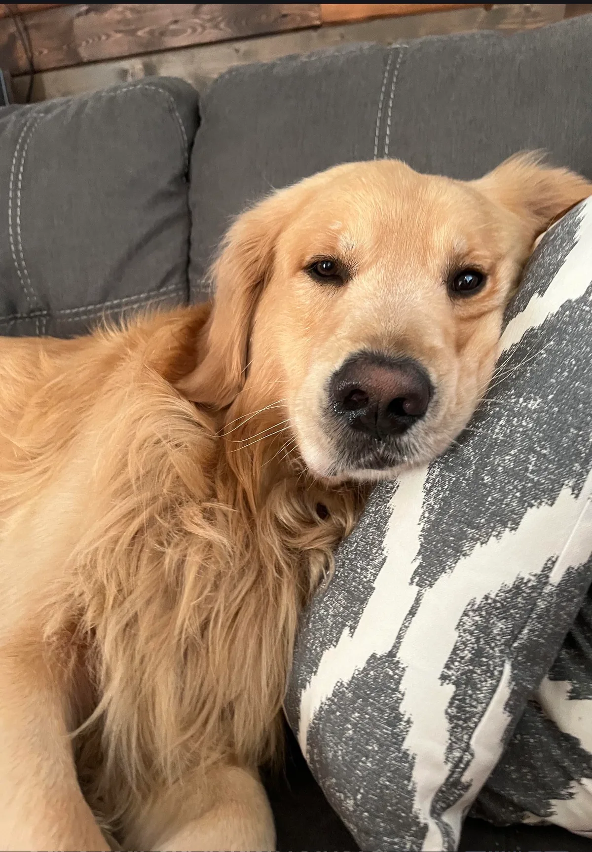 Goldie, photo 2