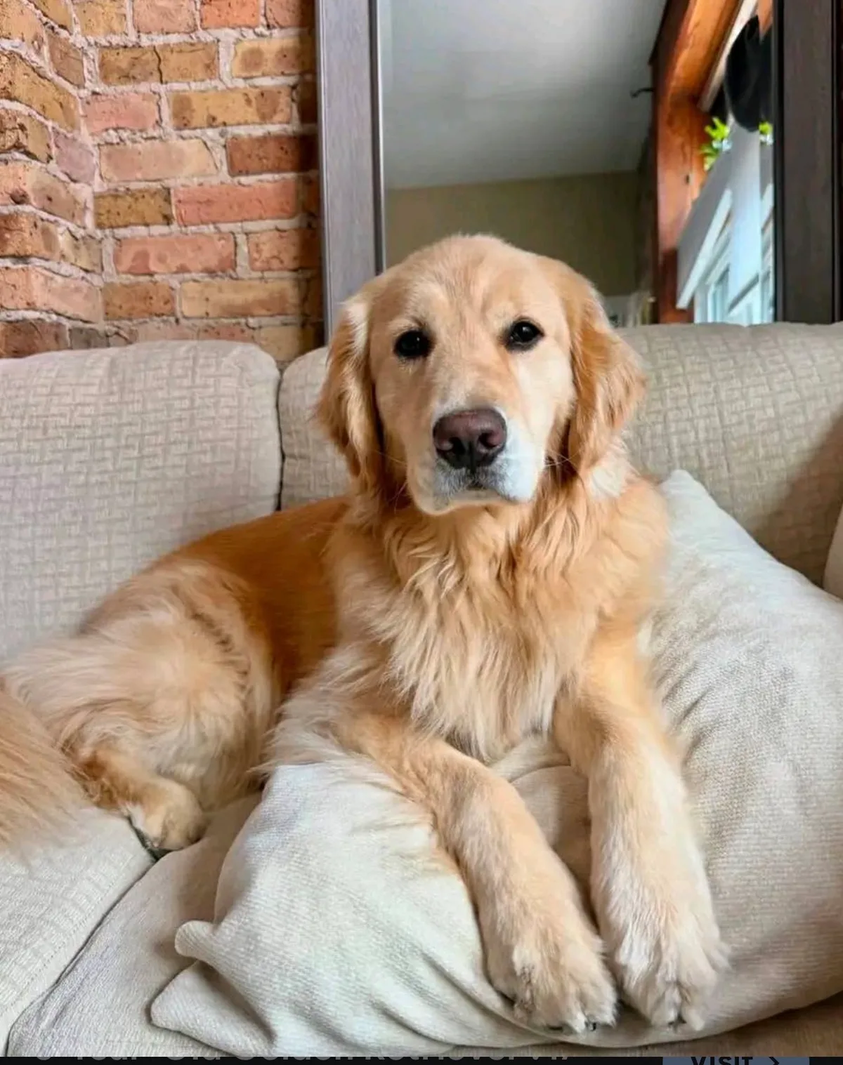 Goldie, photo 3