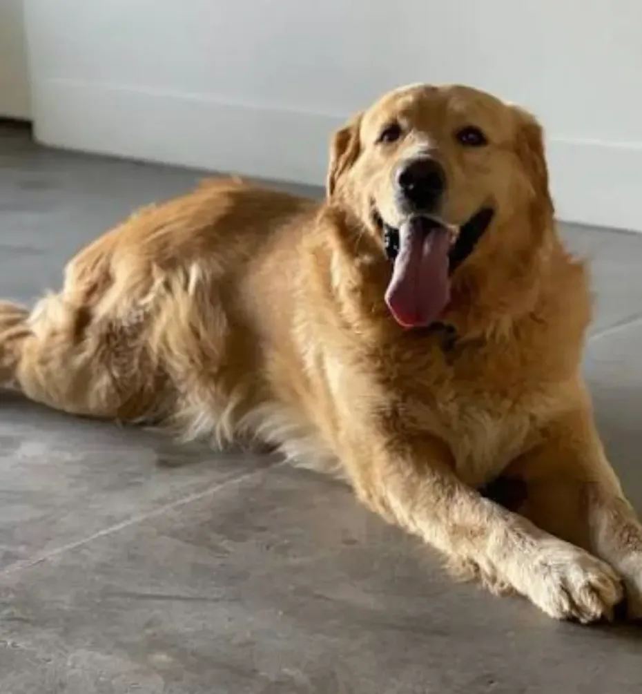 Portrait of Goldie