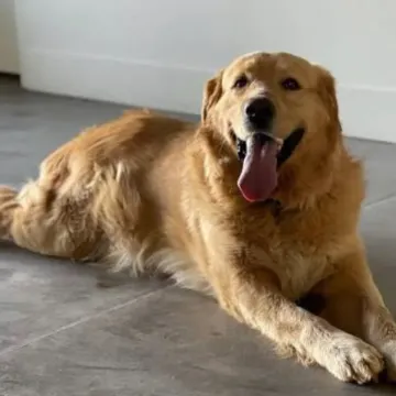 Photo of Goldie