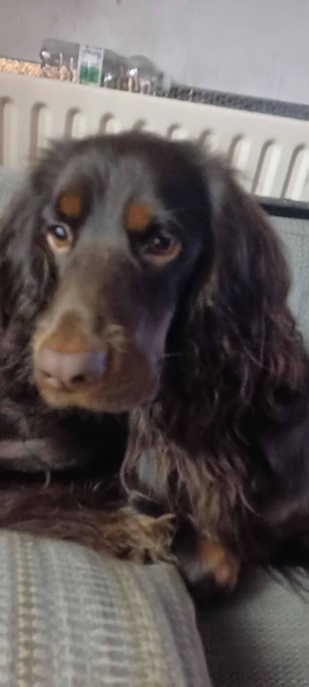 Jasper, photo 3