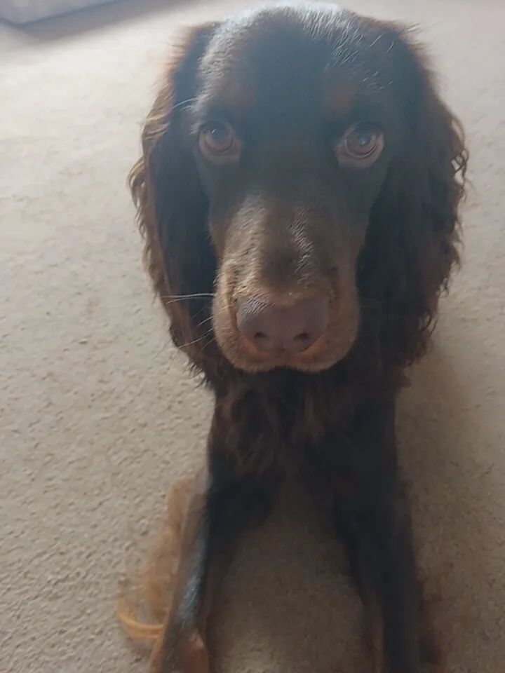 Jasper, photo 4