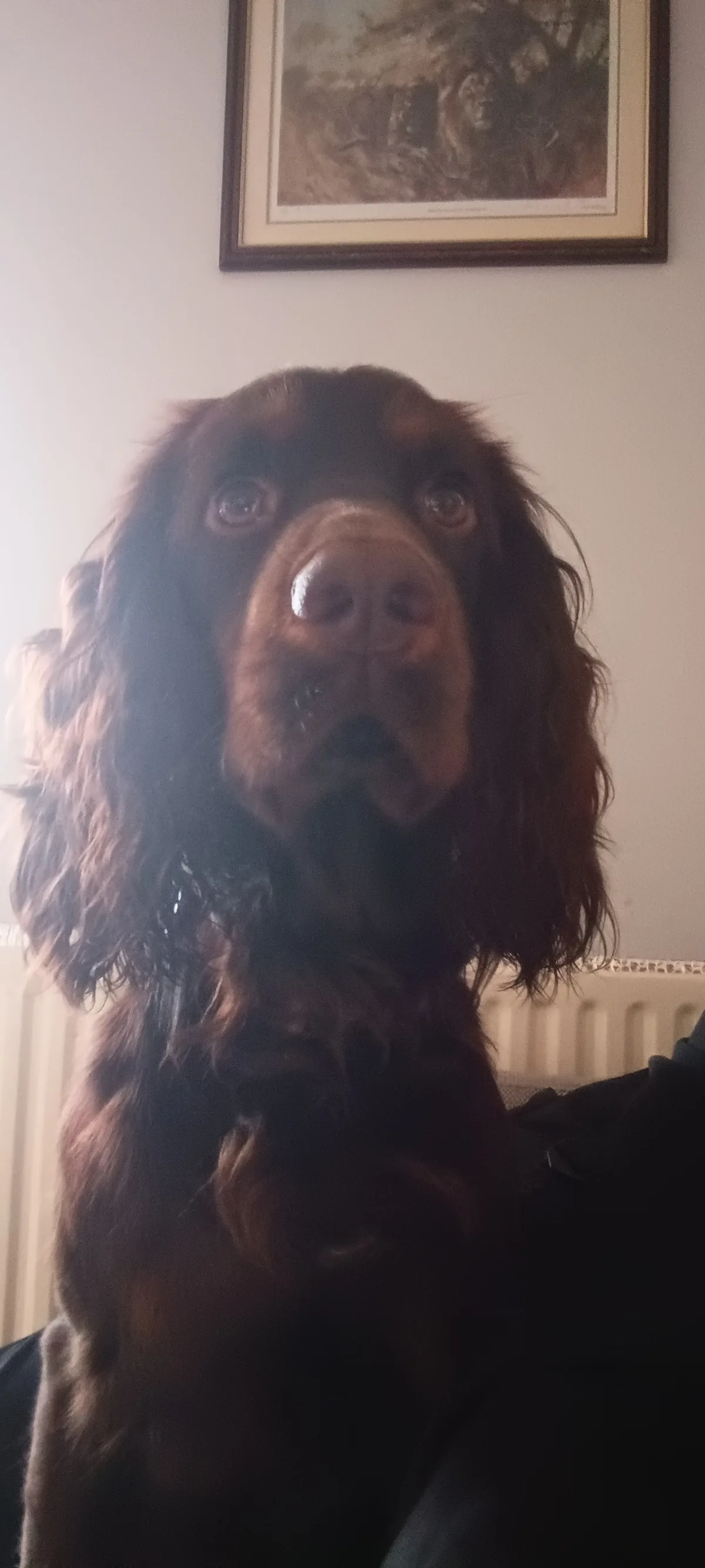 Jasper, photo 5