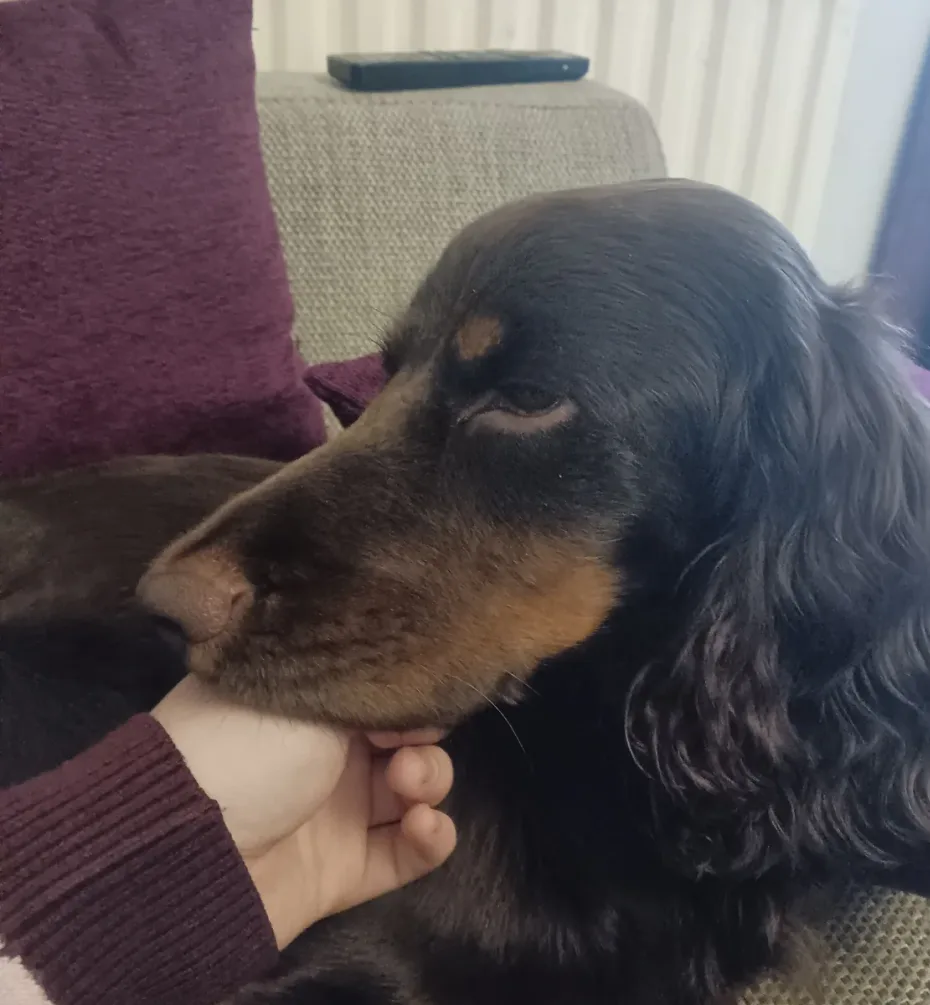 Portrait of Jasper