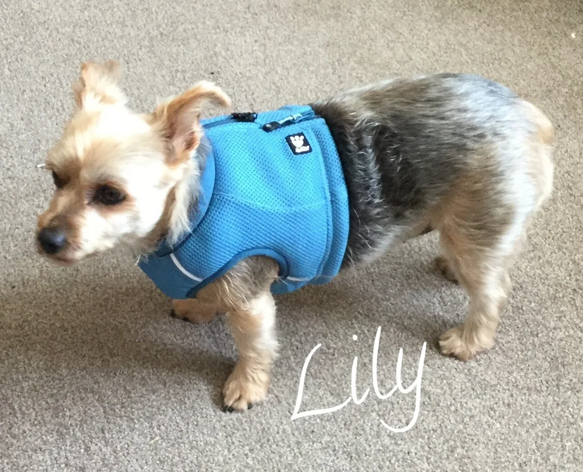 Lily, photo 3
