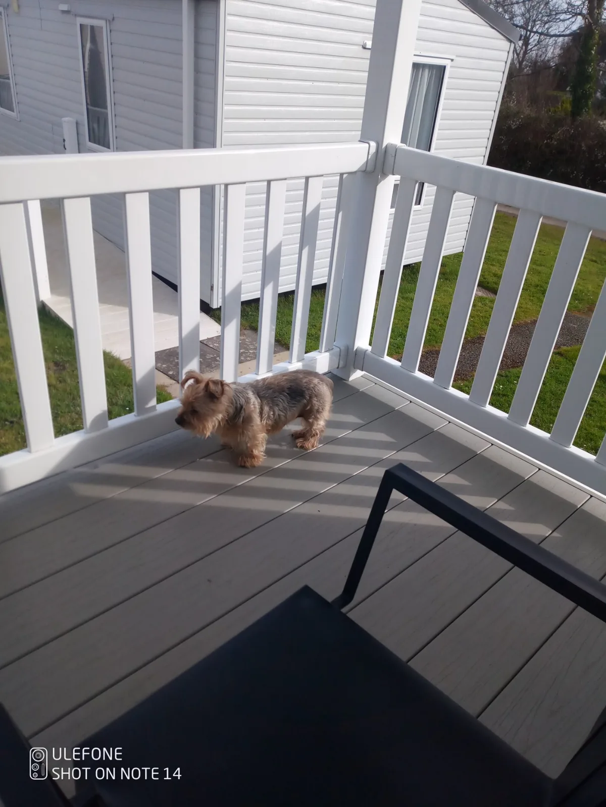 Lily, photo 5