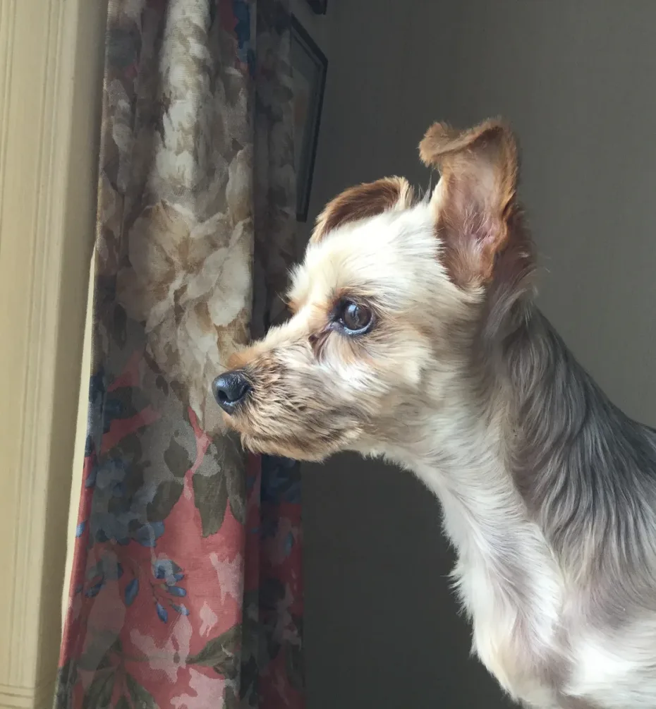 Portrait of Lily