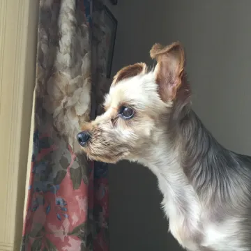 Photo of Lily