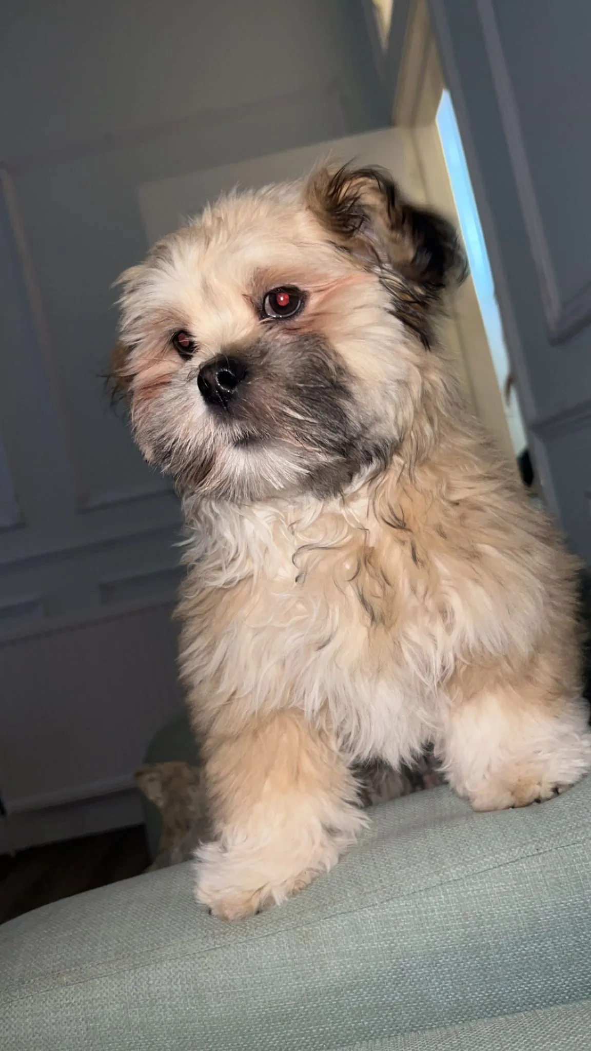 Mylo, photo 2