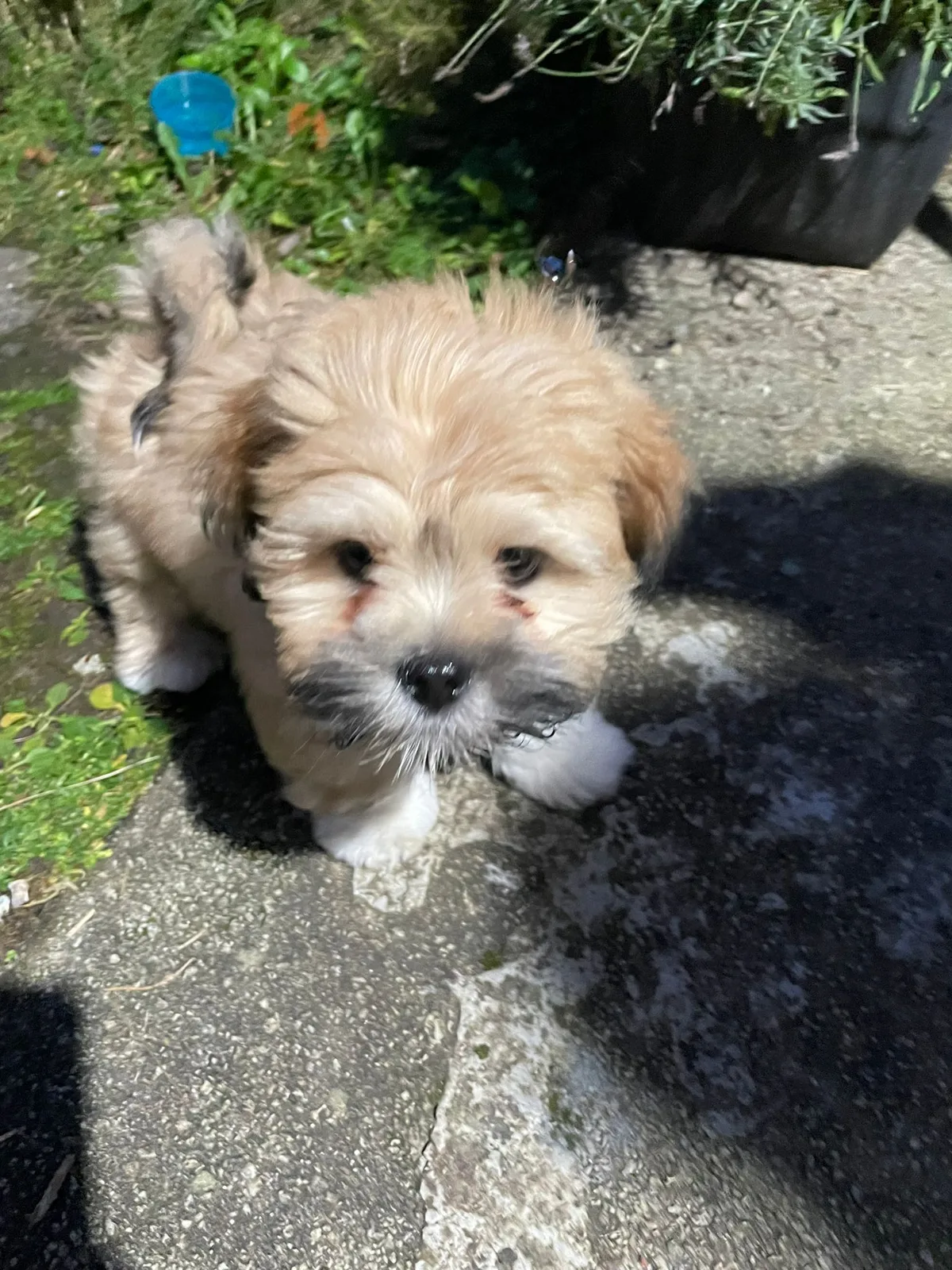 Mylo, photo 4