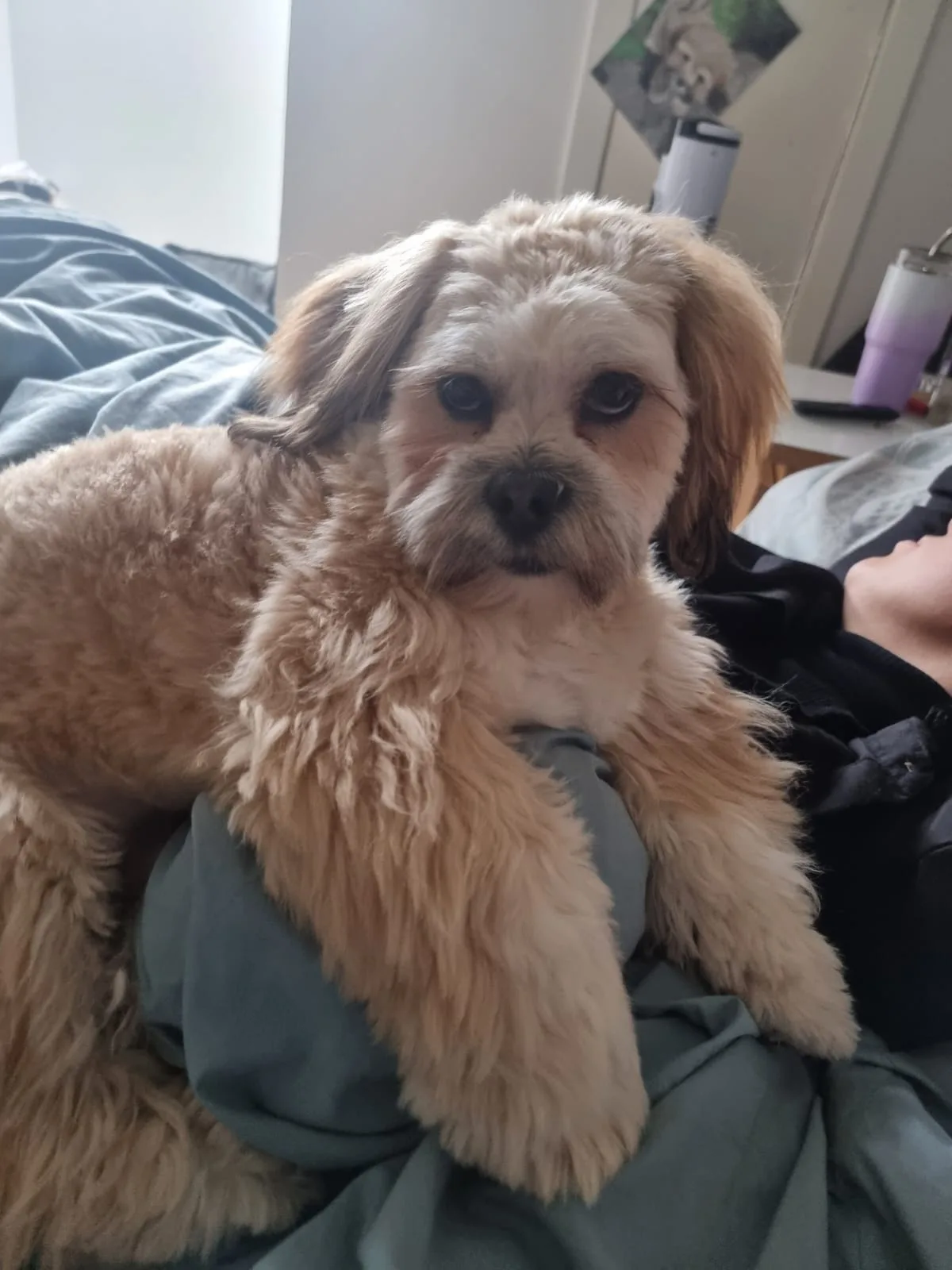 Mylo, photo 5