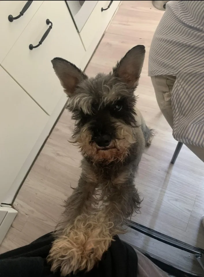 Max, photo 2
