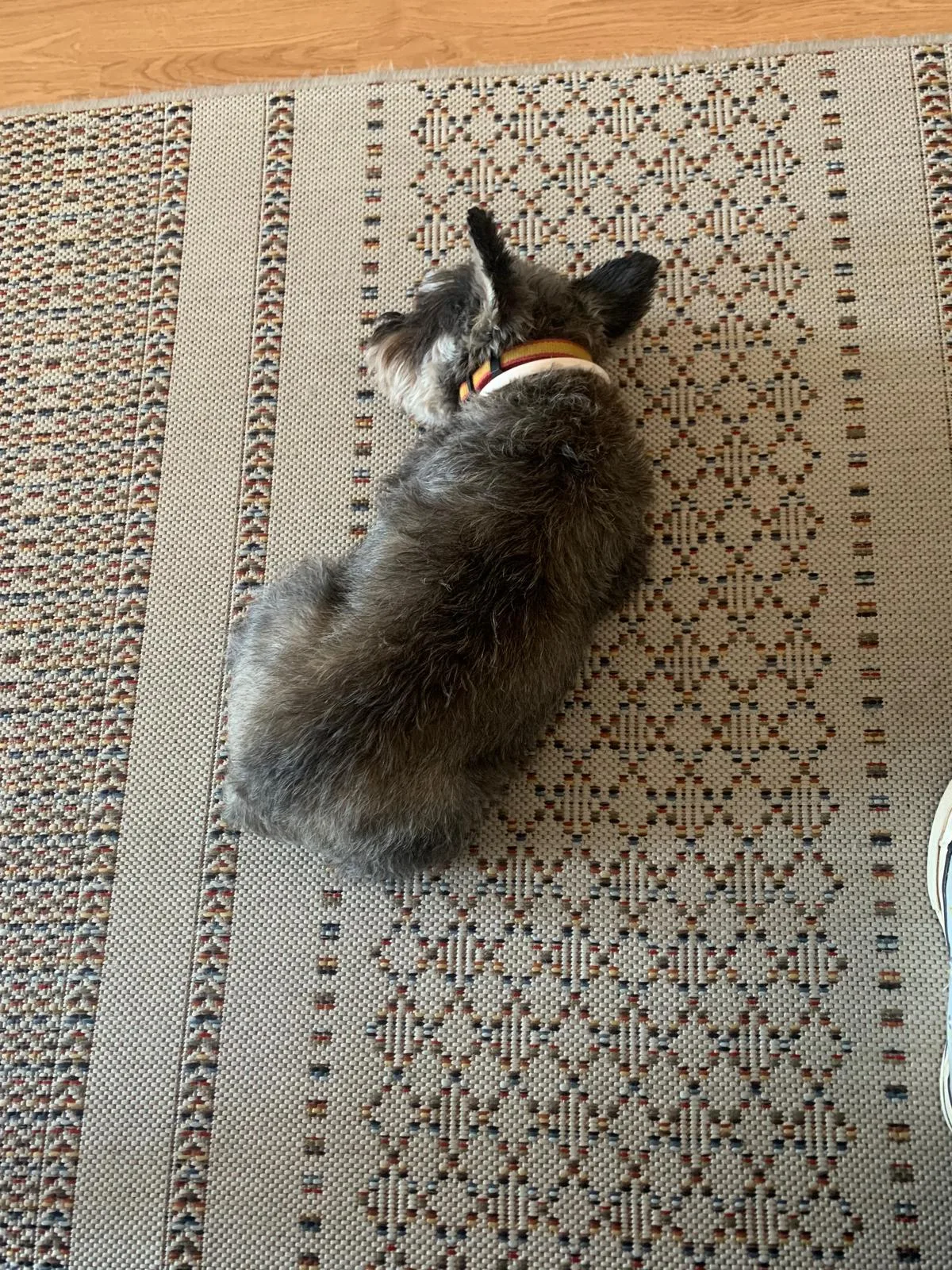 Max, photo 4