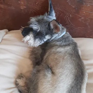 Photo of Max