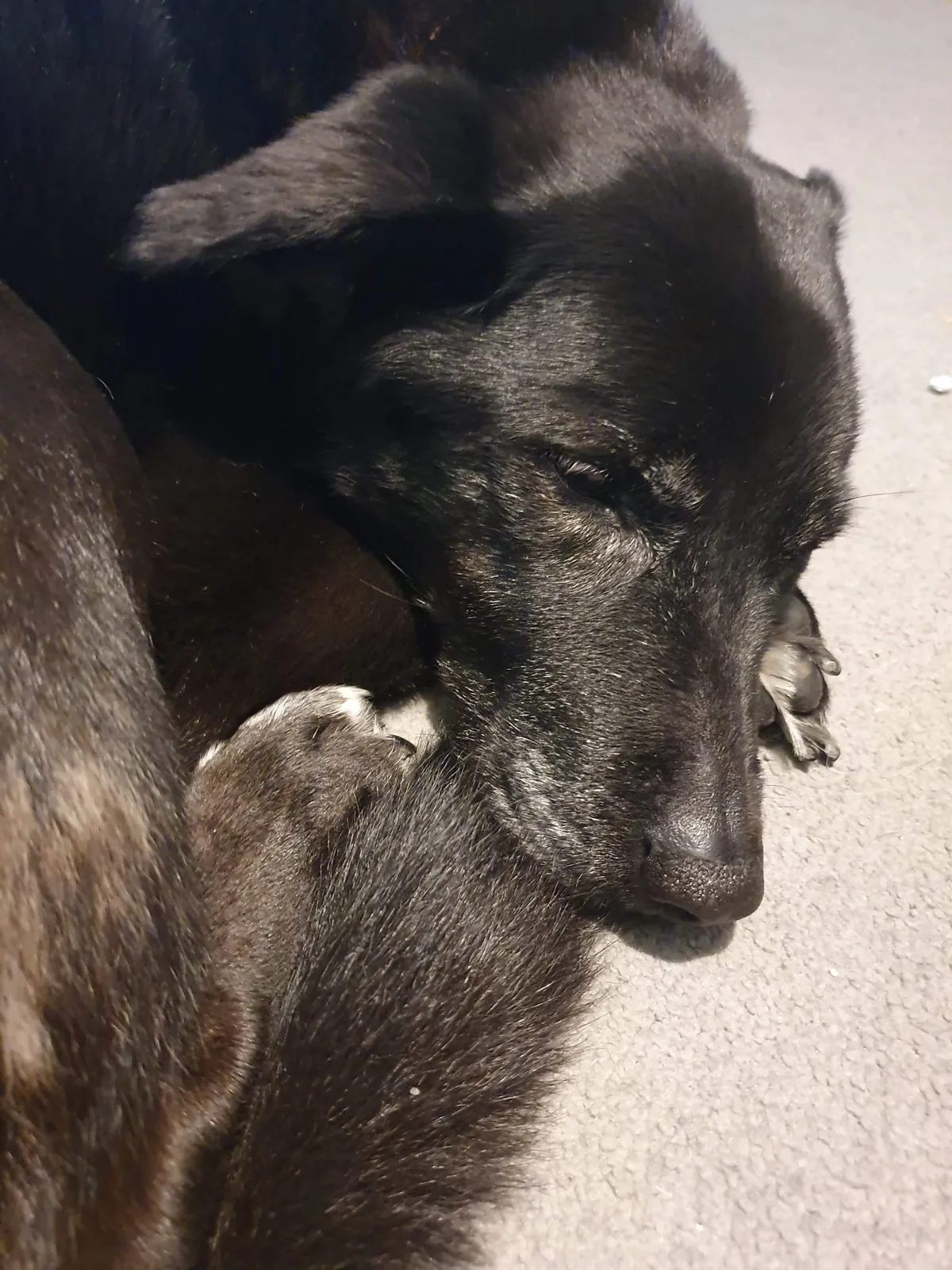 Skye, photo 4
