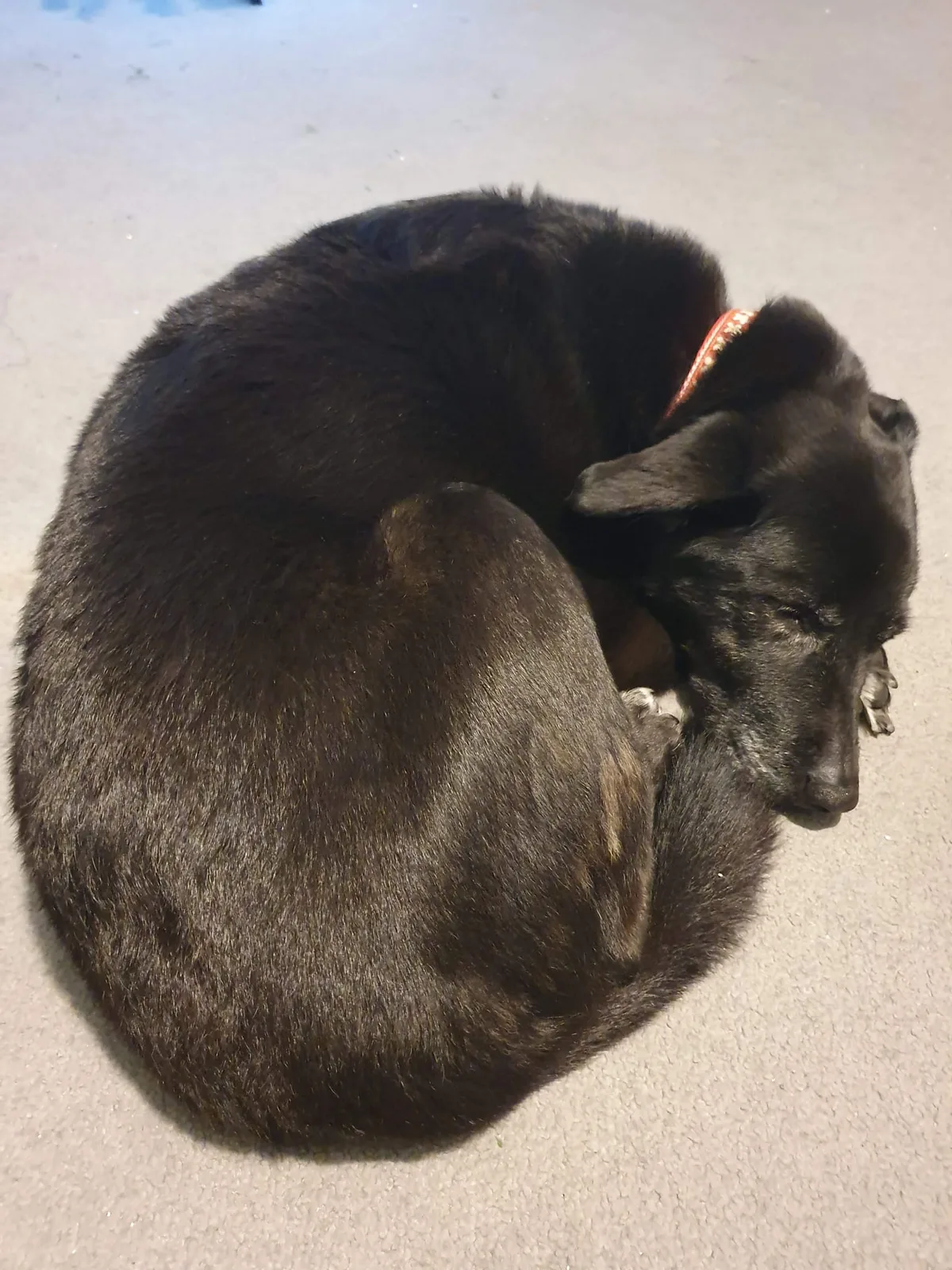 Skye, photo 5