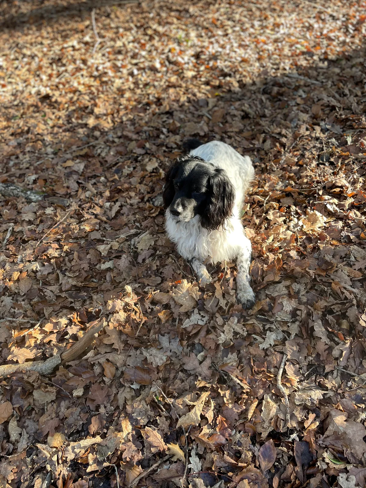 Pepper, photo 2