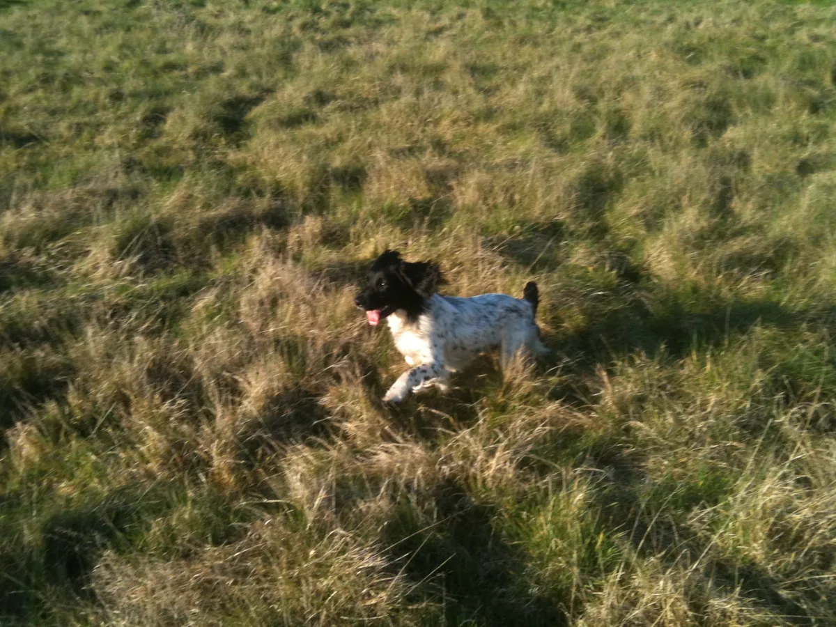 Pepper, photo 3