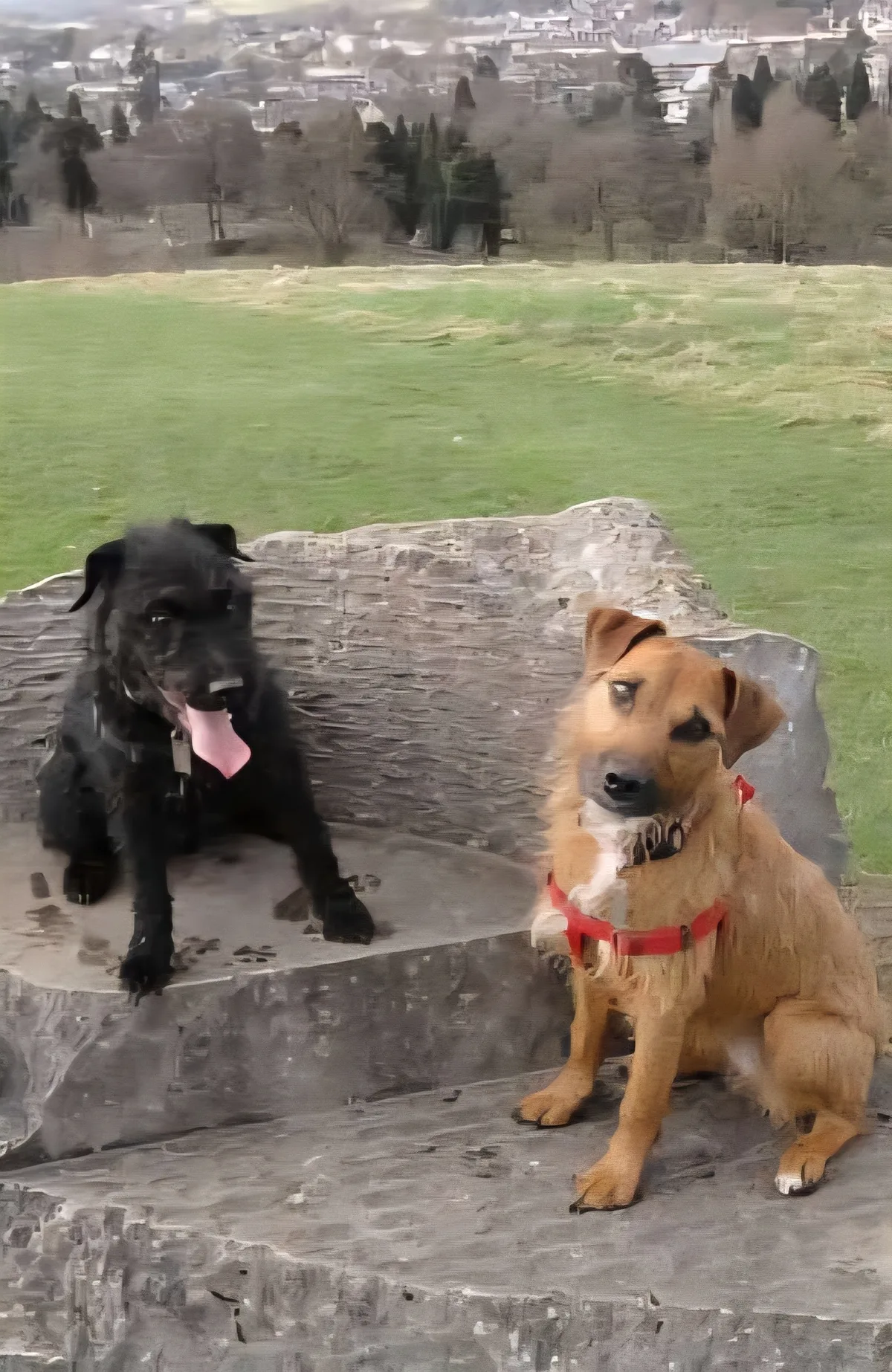 Rosie and Tess, photo 2