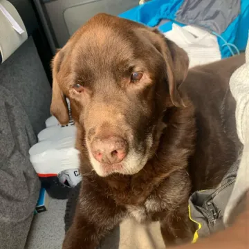 Photo of Ned