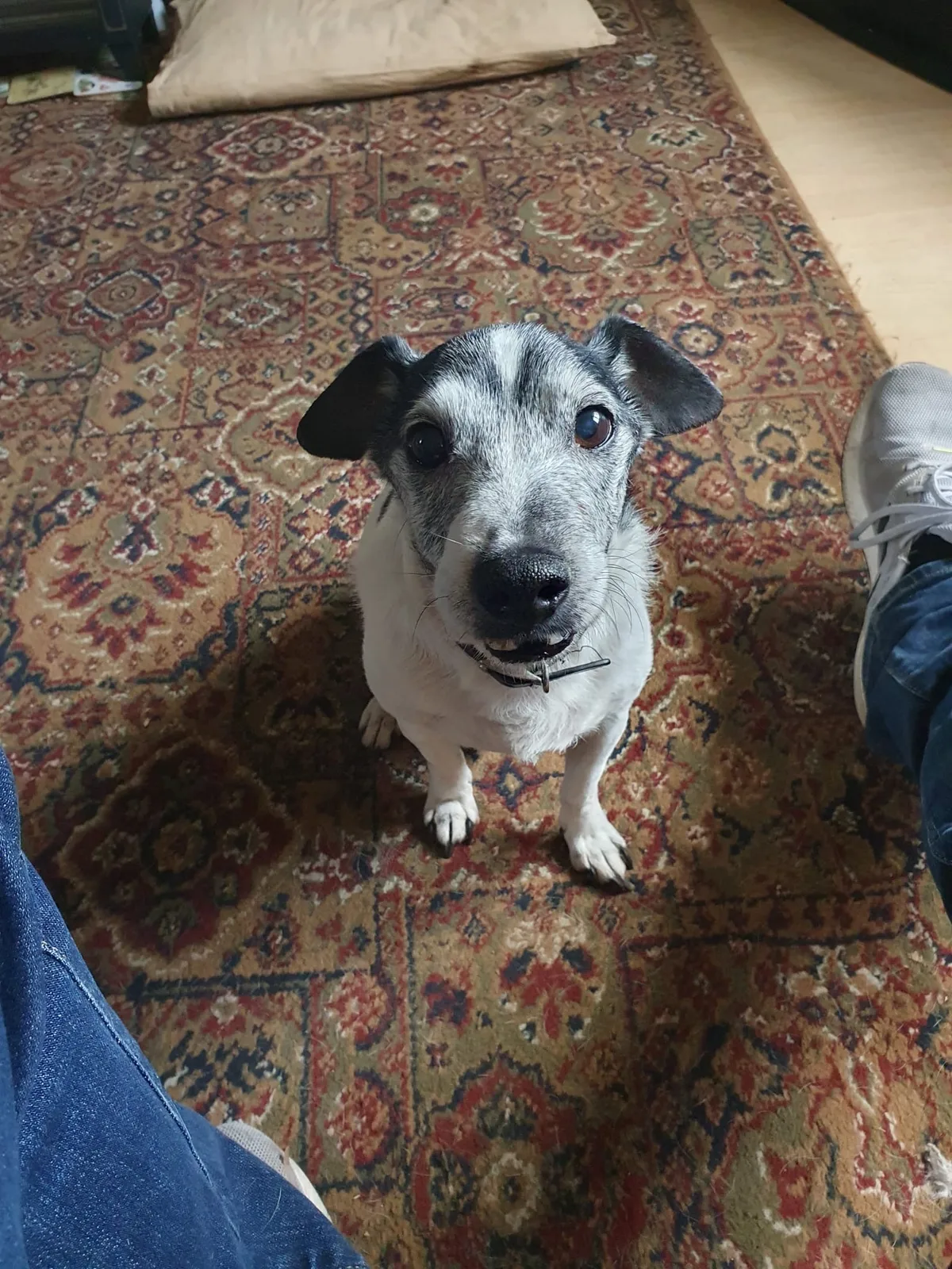 Jack, photo 2