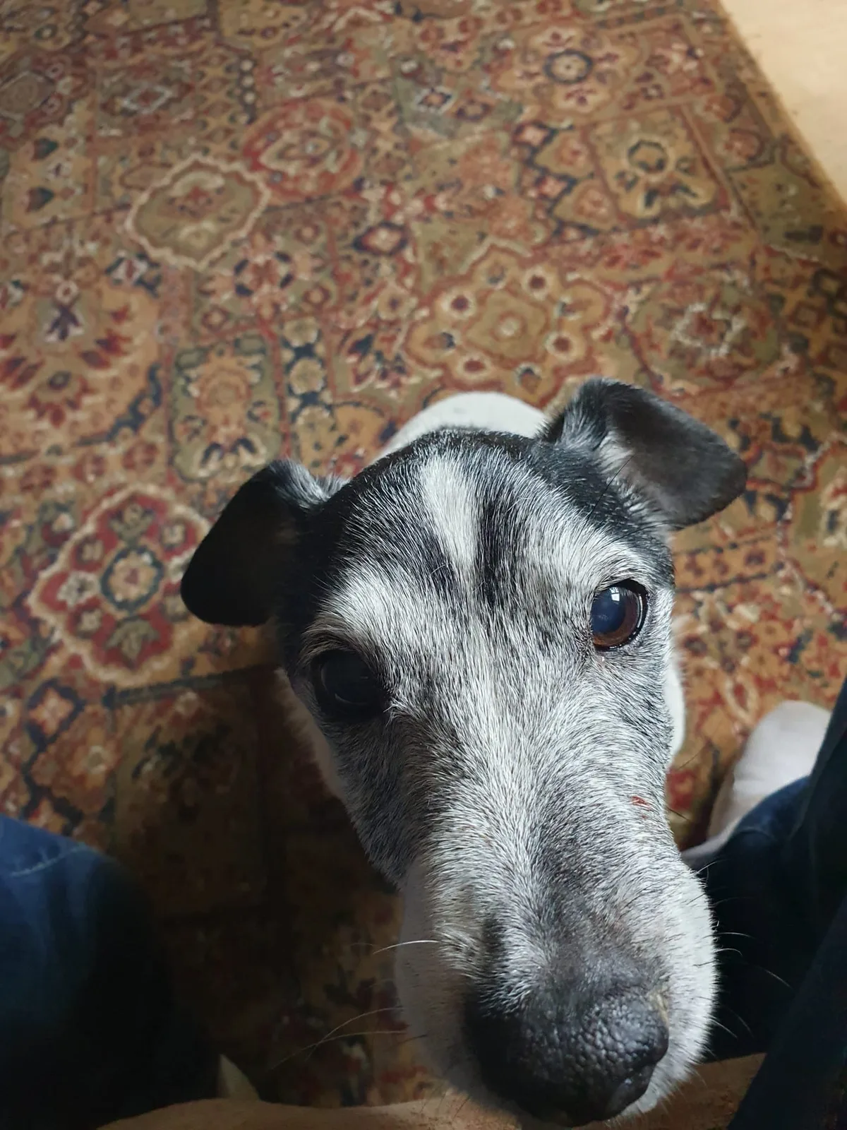 Jack, photo 3