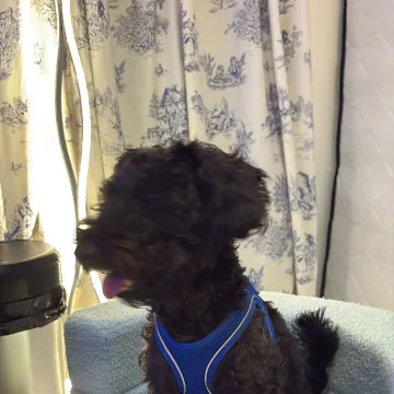 Photo of Fudge