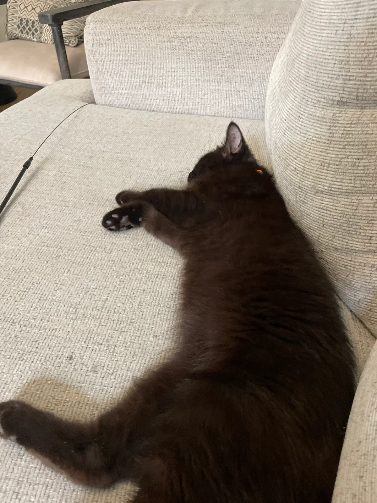 Brownie, photo 2