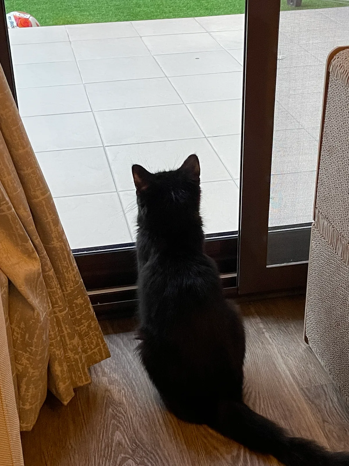 Brownie, photo 4