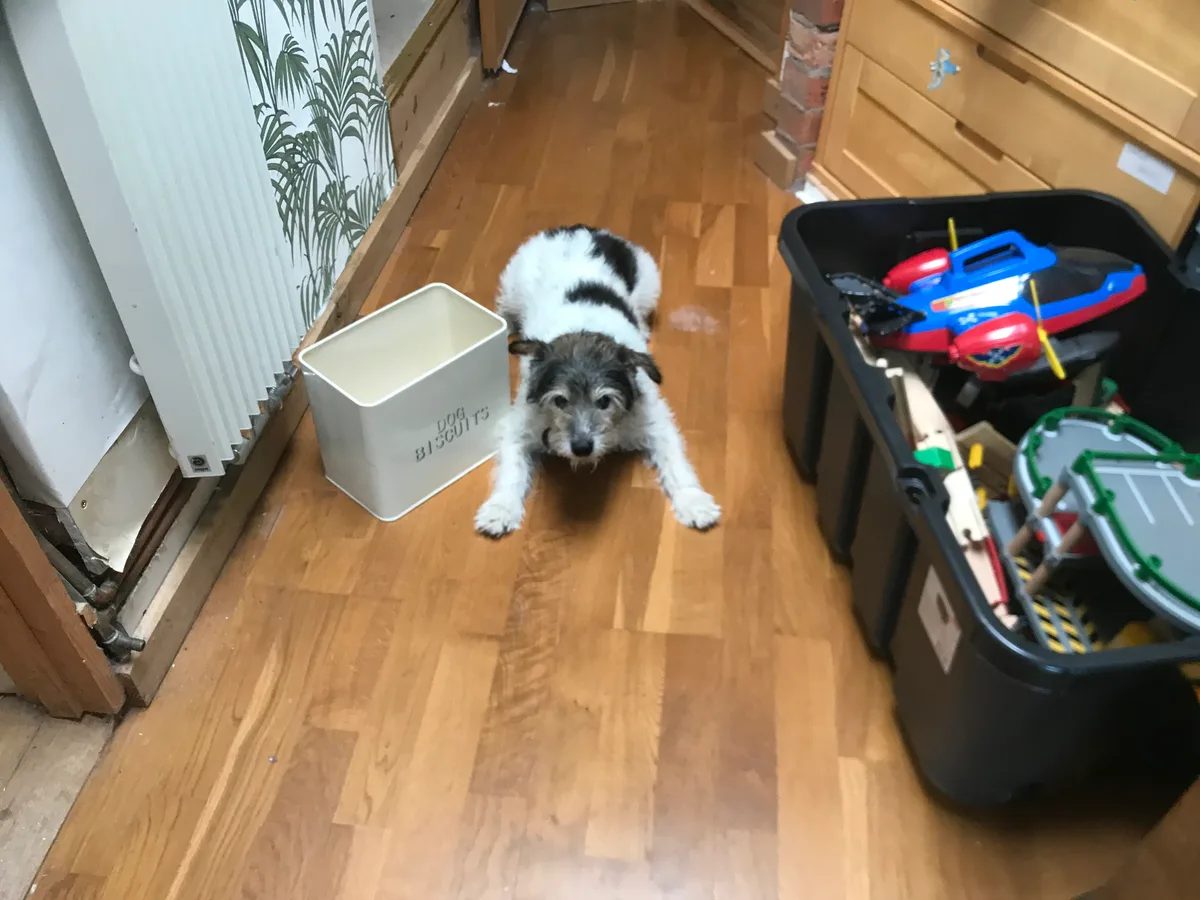 Alfie, photo 2
