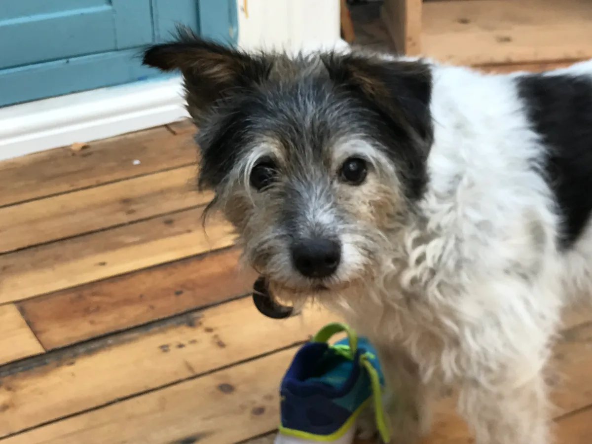 Alfie, photo 3