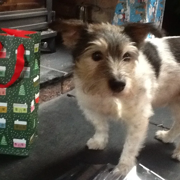 Alfie, photo 4