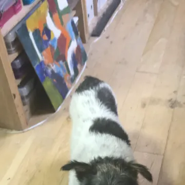 Photo of Alfie