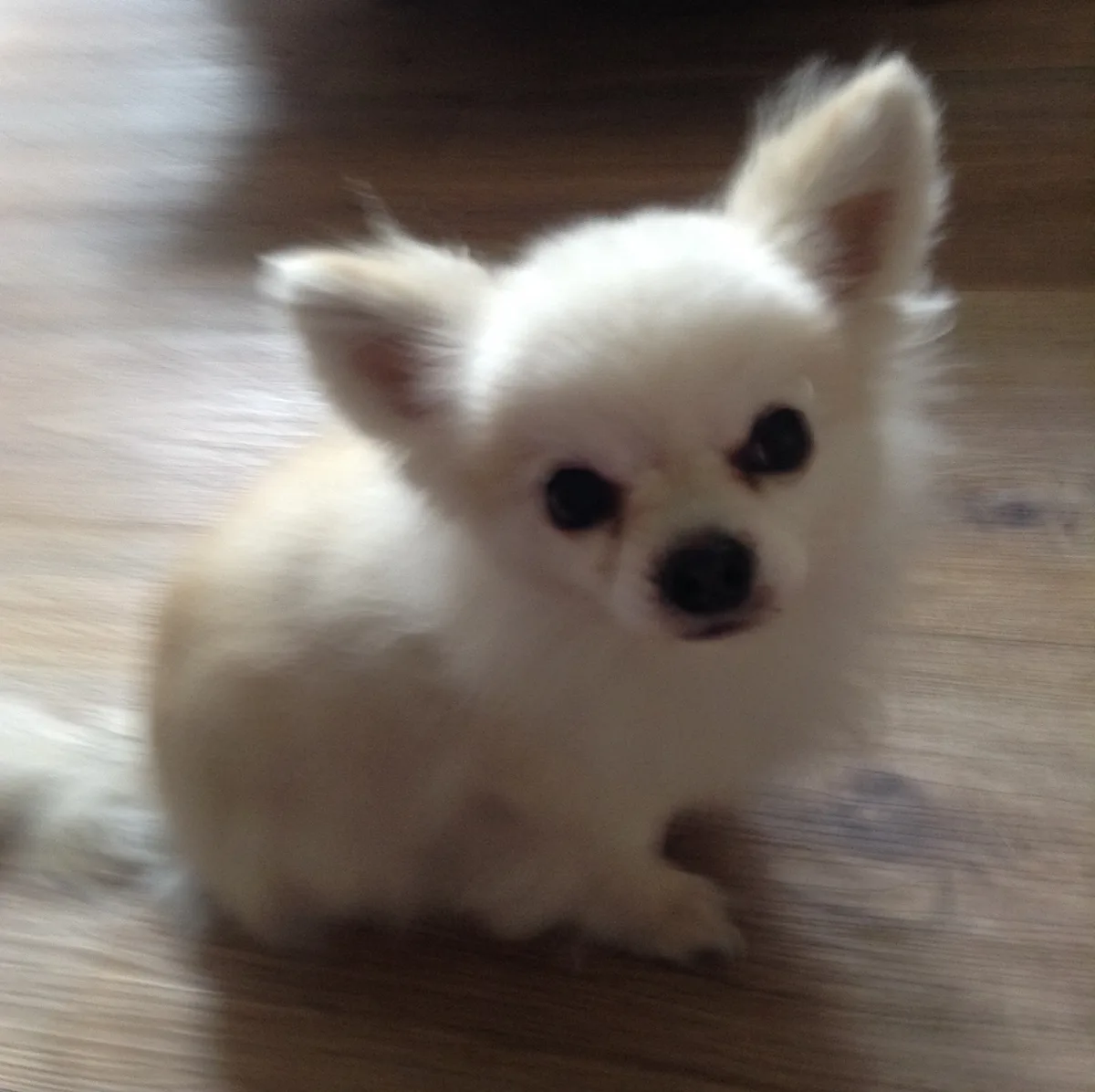 Chase, photo 2