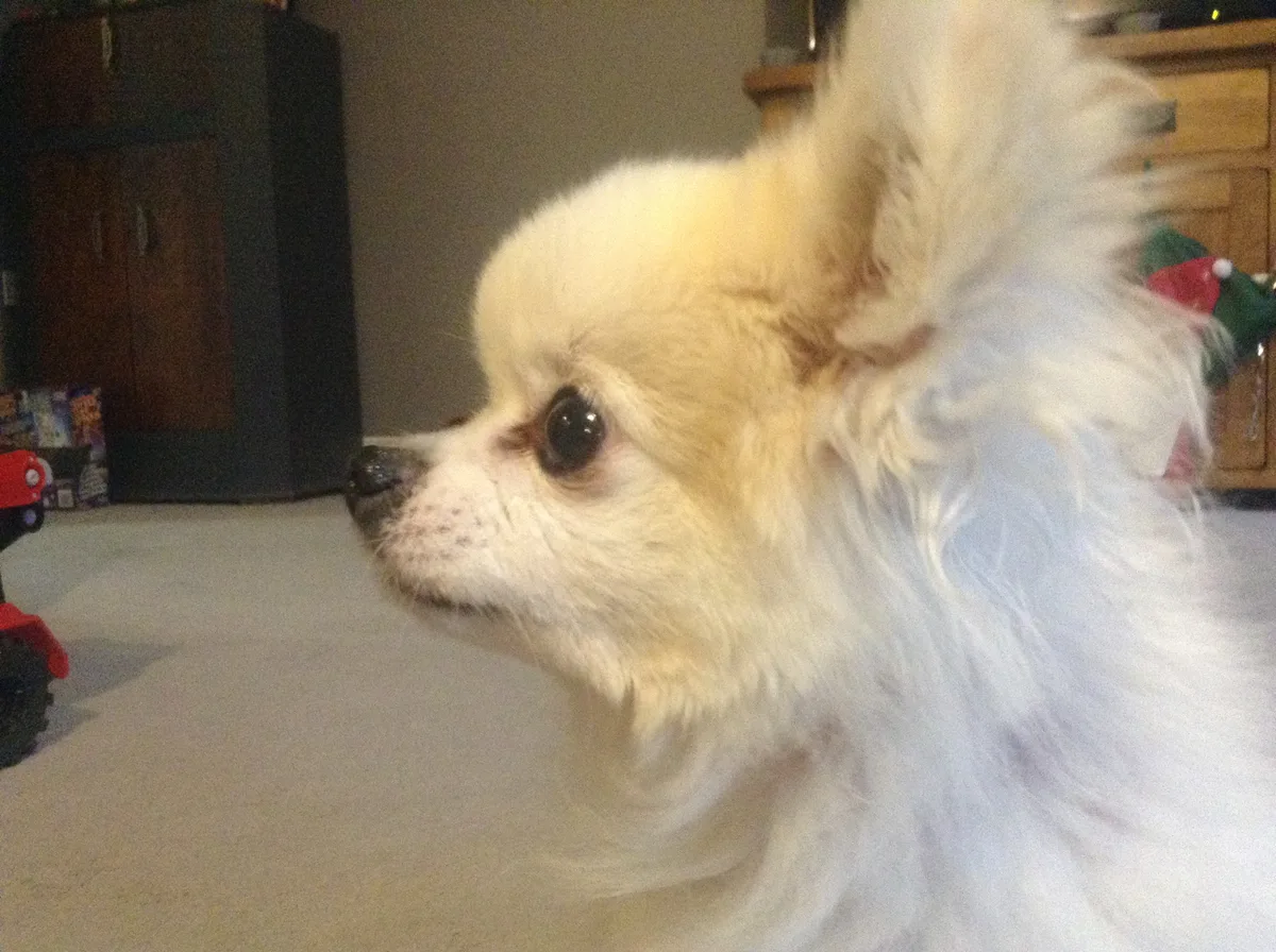 Chase, photo 3