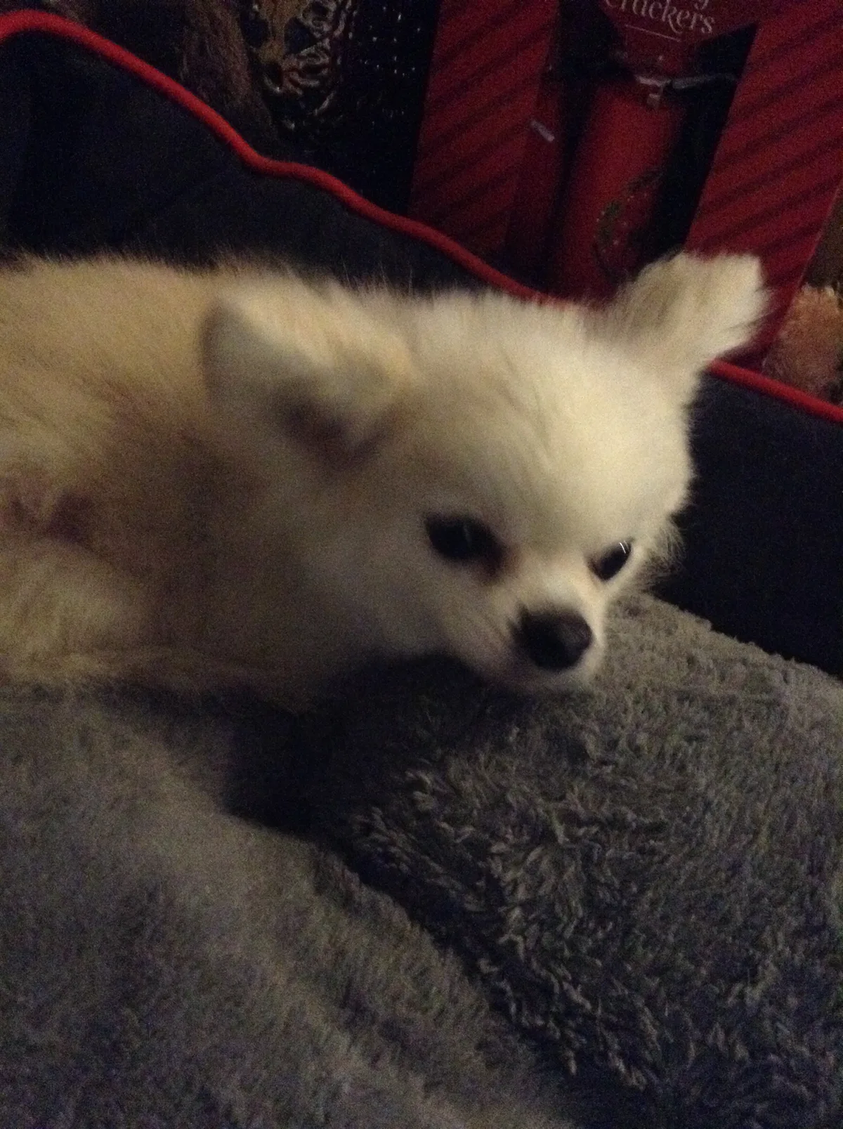 Chase, photo 4