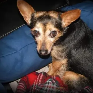 Photo of Honey