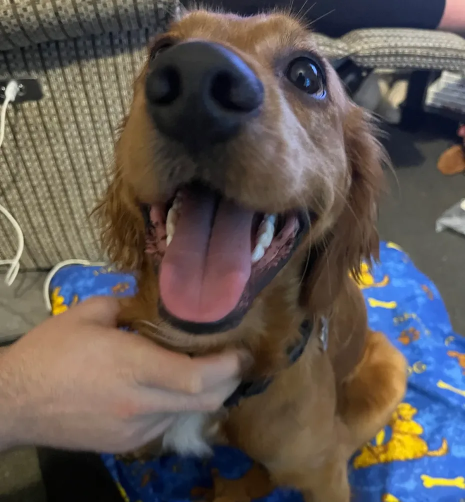 Portrait of Buddy