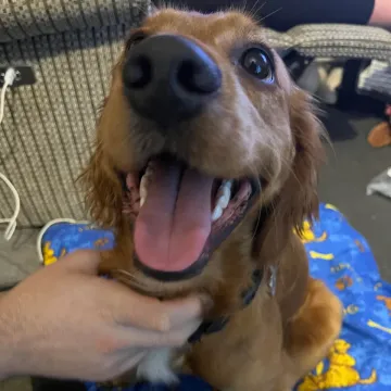 Photo of Buddy