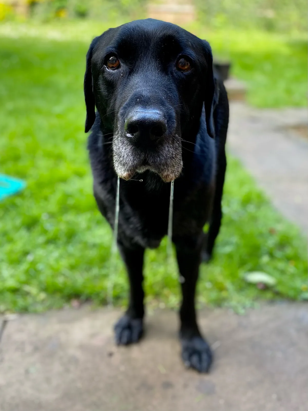 Oscar, photo 3