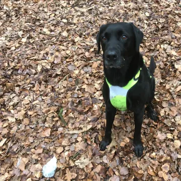 Photo of Oscar